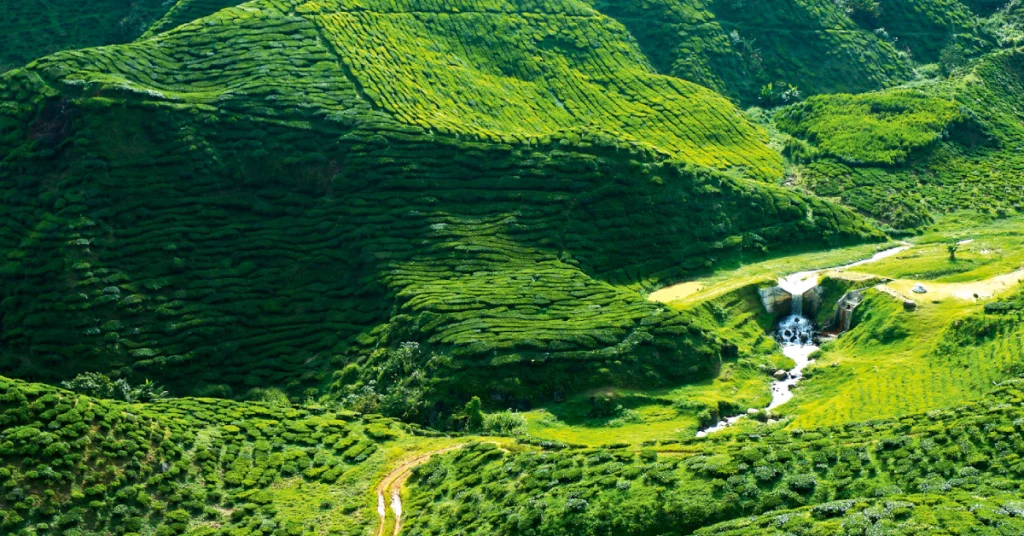 Cameron Highlands in Malaysia visaboards