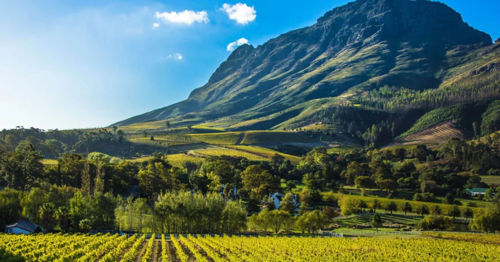 Cape Winelands in South Africa visaboards