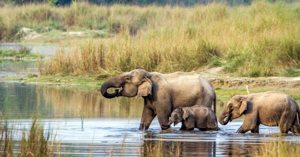 Chitwan National Park in Nepal visaboards