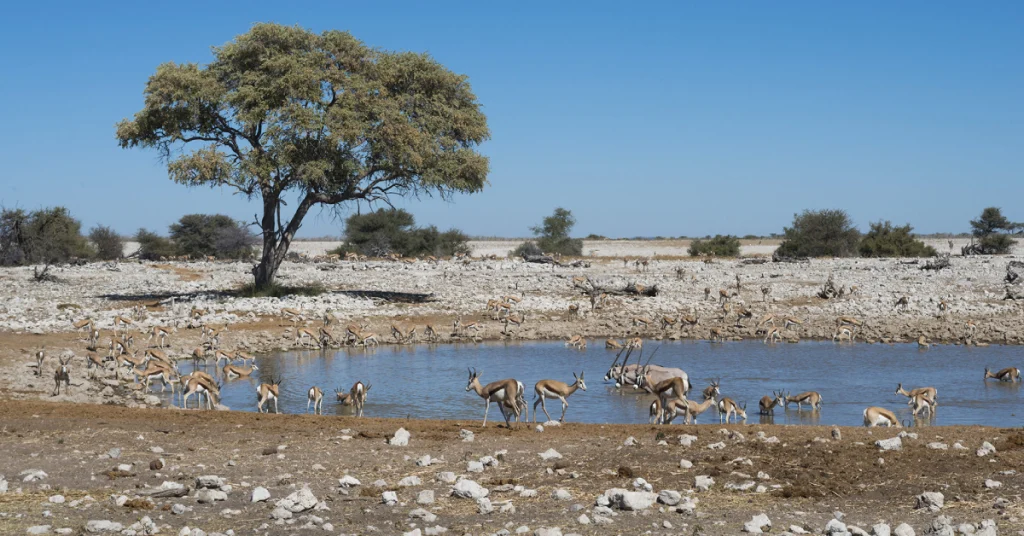 Etosha National Park in Namibia visaboards