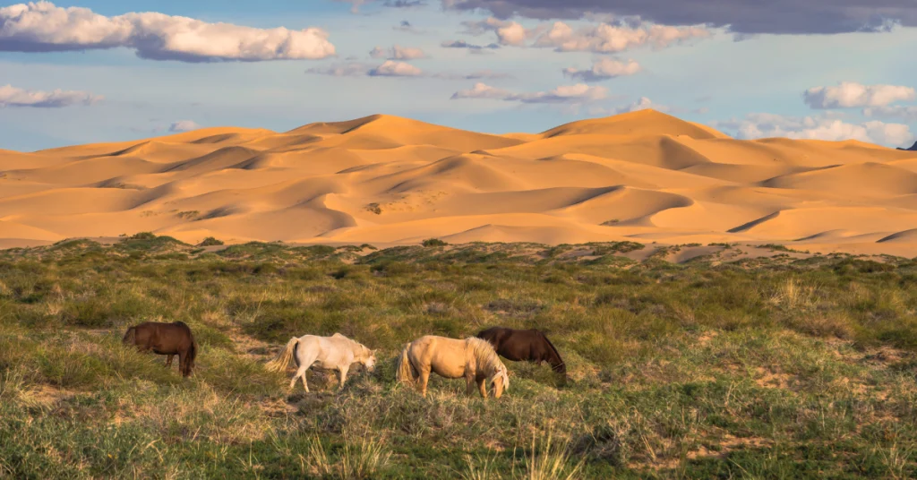 Gobi Desert Region in Mongolia visaboards