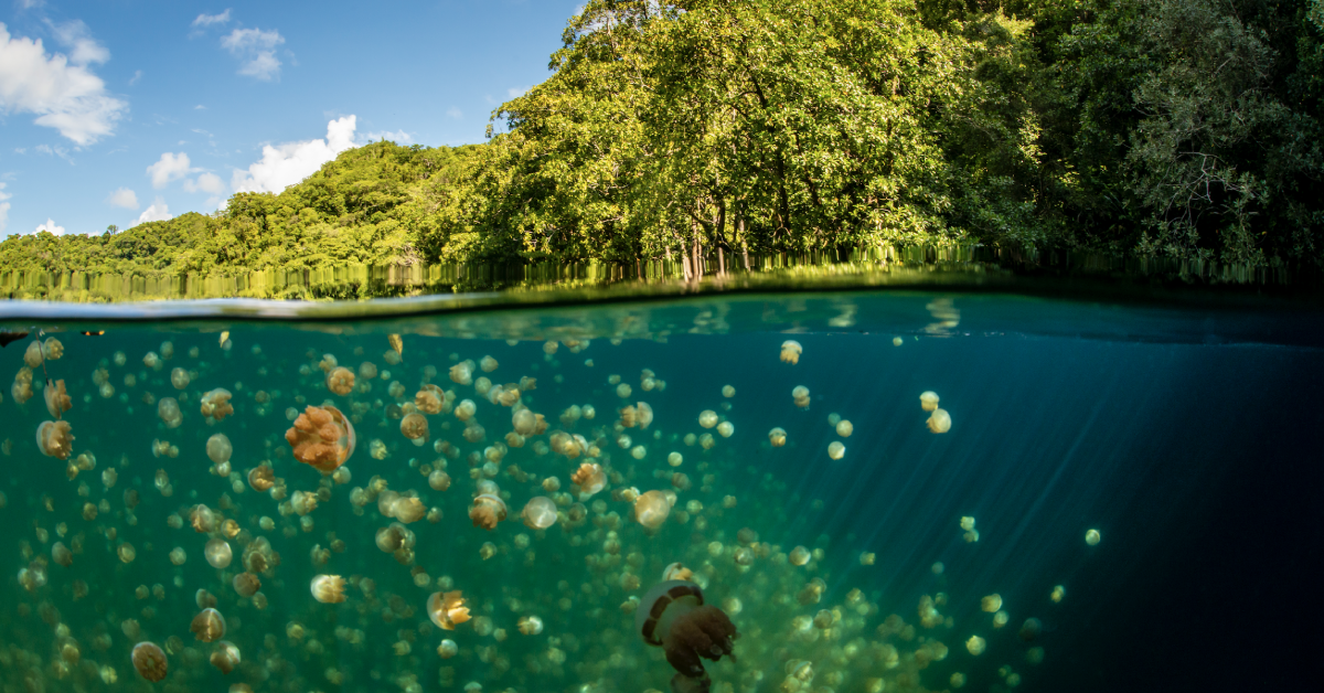 Jellyfish Lake in Palau visaboards