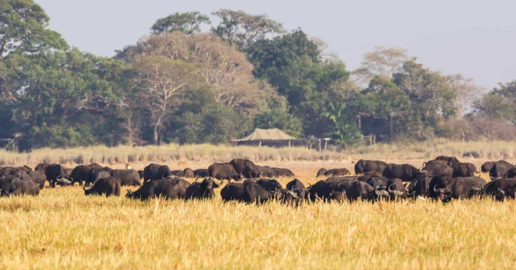 Kafue National Park in Zambia visaboards