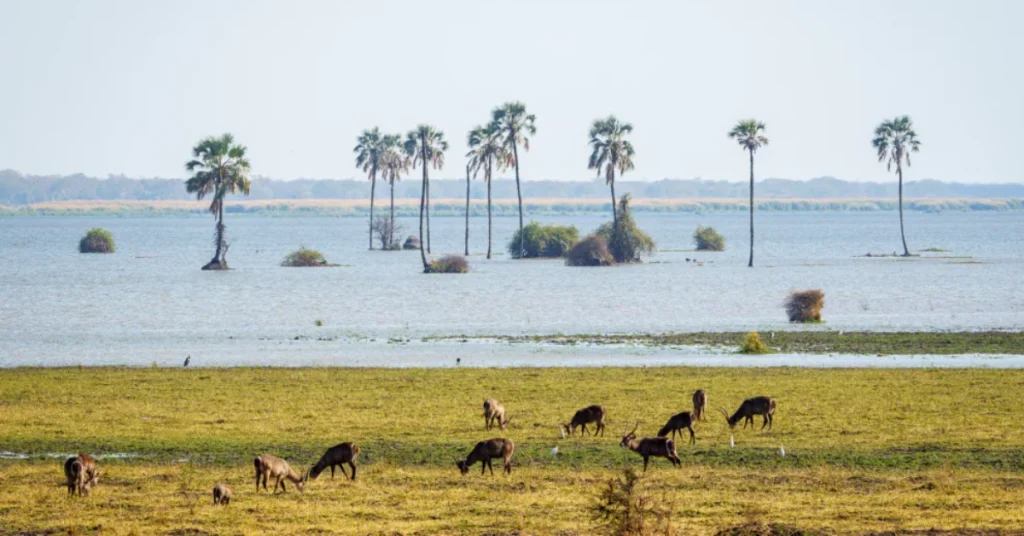 Liwonde National Park in Malawi visaboards
