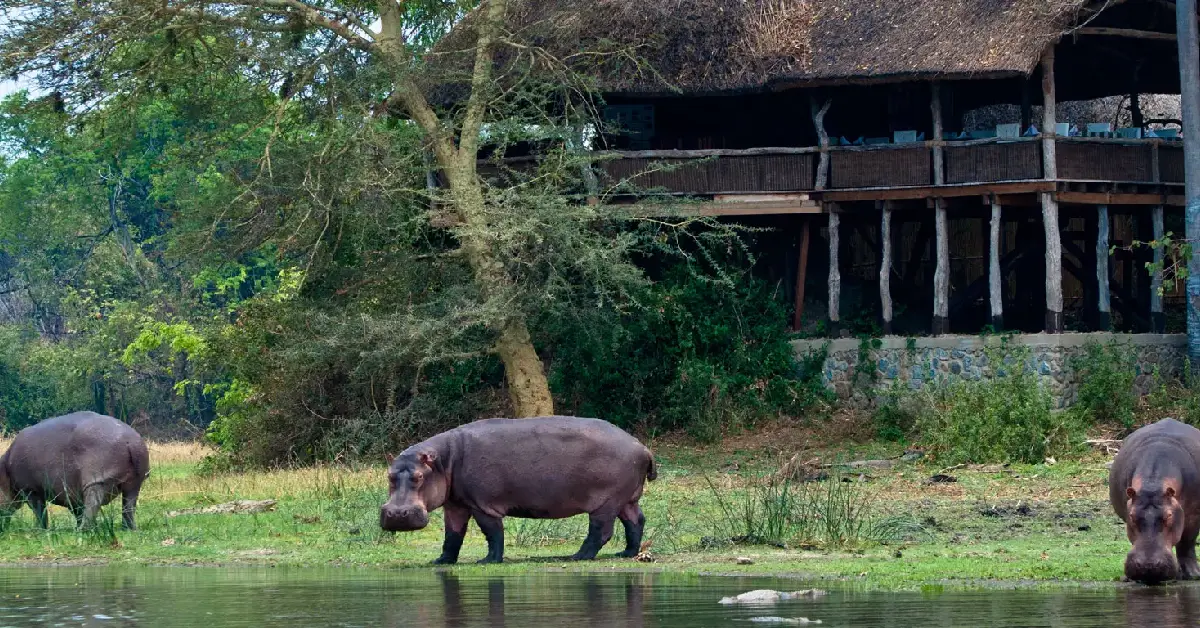 Mvuu Lodge (Liwonde National Park – Riverfront Safari) visaboards