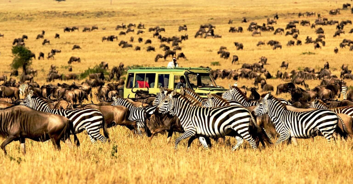 Serengeti National Park in Tanzania visaboards
