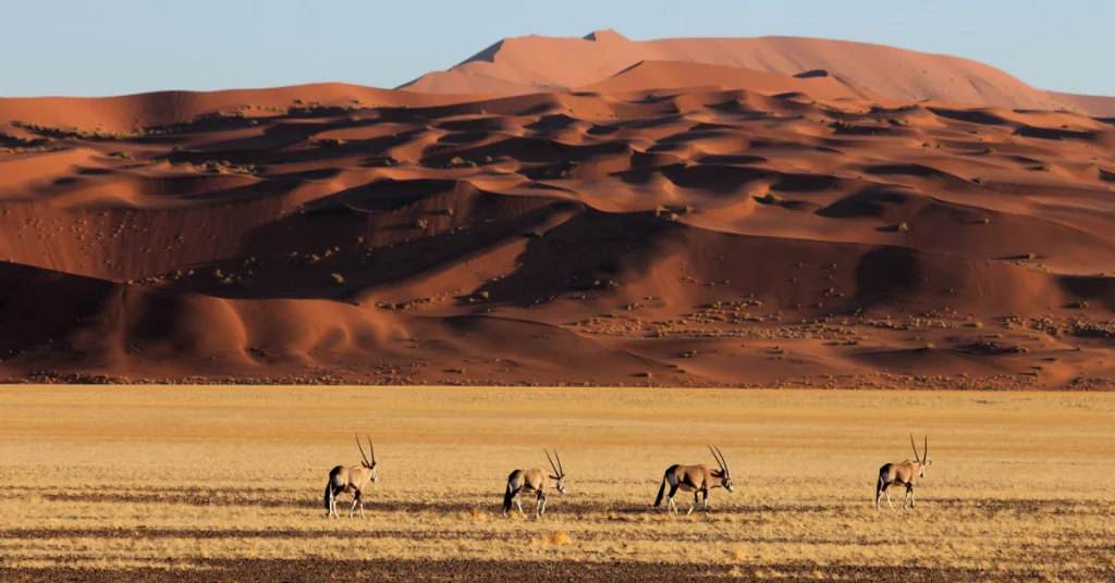 Sossusvlei & the Namib Desert in Namibia visaboards