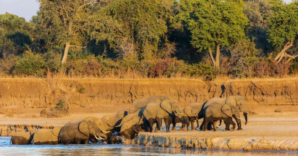 South Luangwa National Park in Zambia visaboards